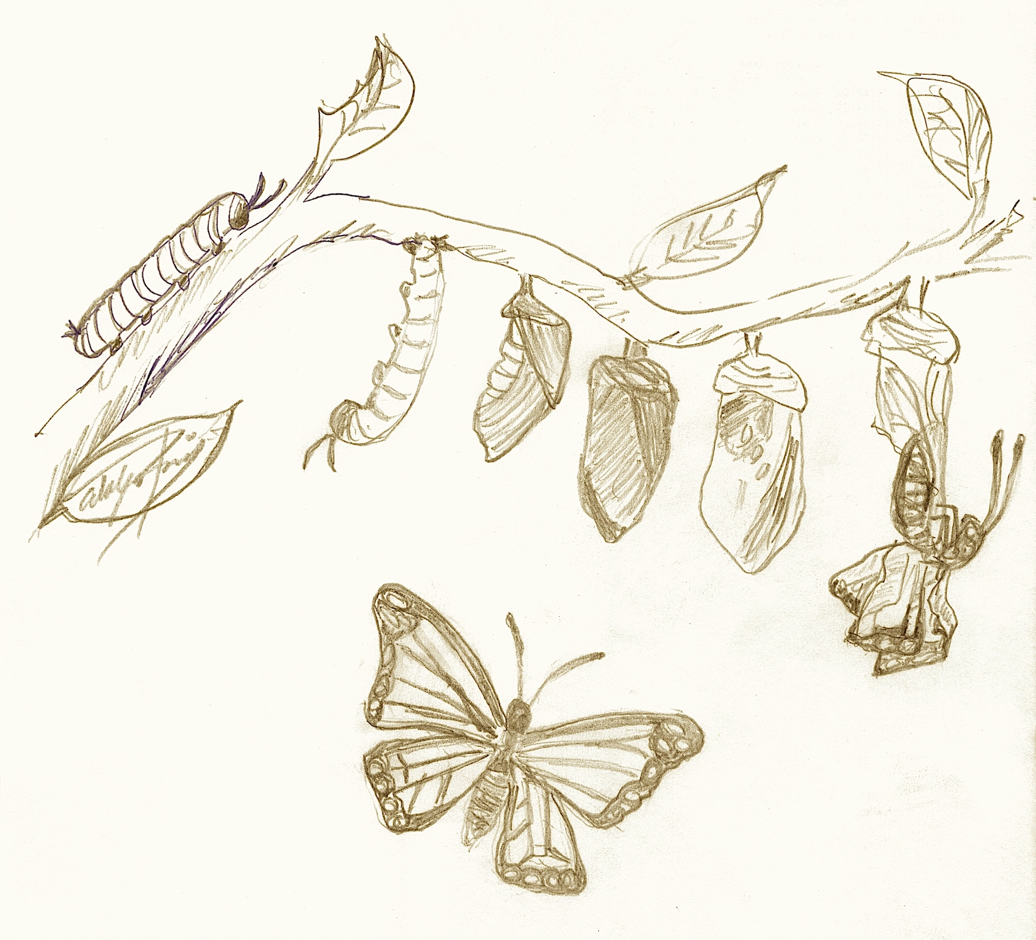 rysunek motyli i larw na gałęzi
