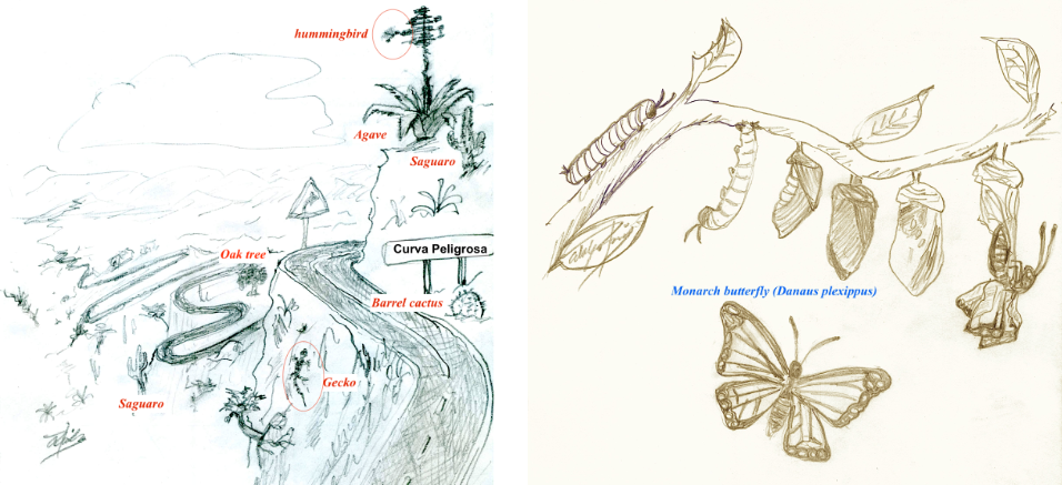 odręczne rysunki zwierząt i owadów sporządzone przez Adolfo