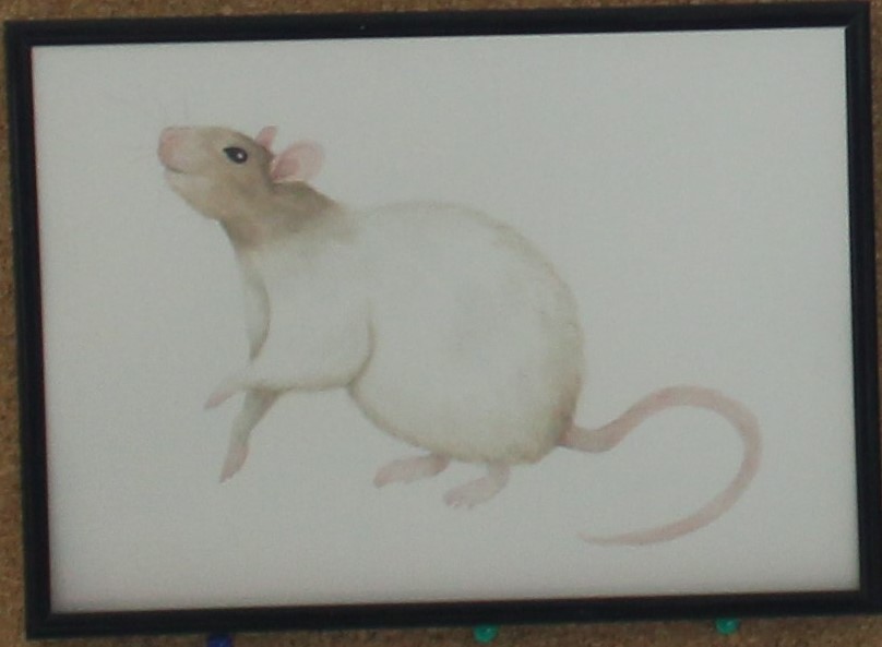 szczur namalowany techniką akwareli