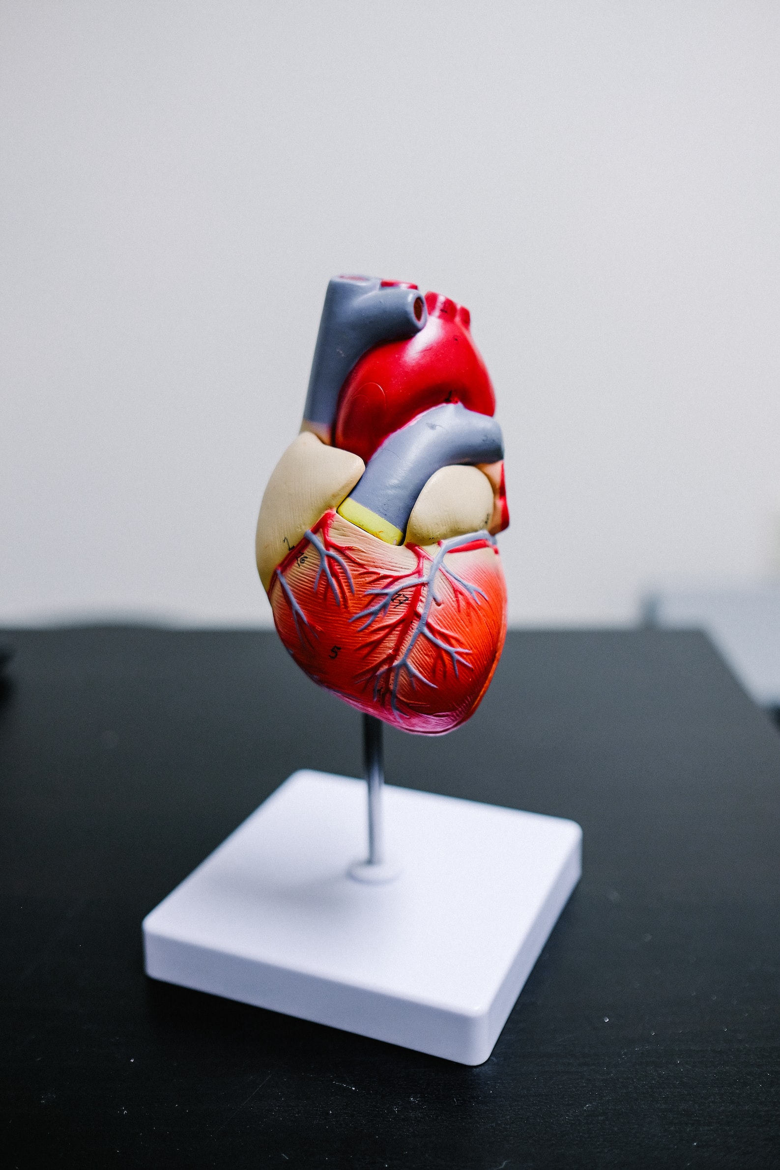 Zdjęcie przedstawia model serca, pochodzi z serwisu unsplash.com