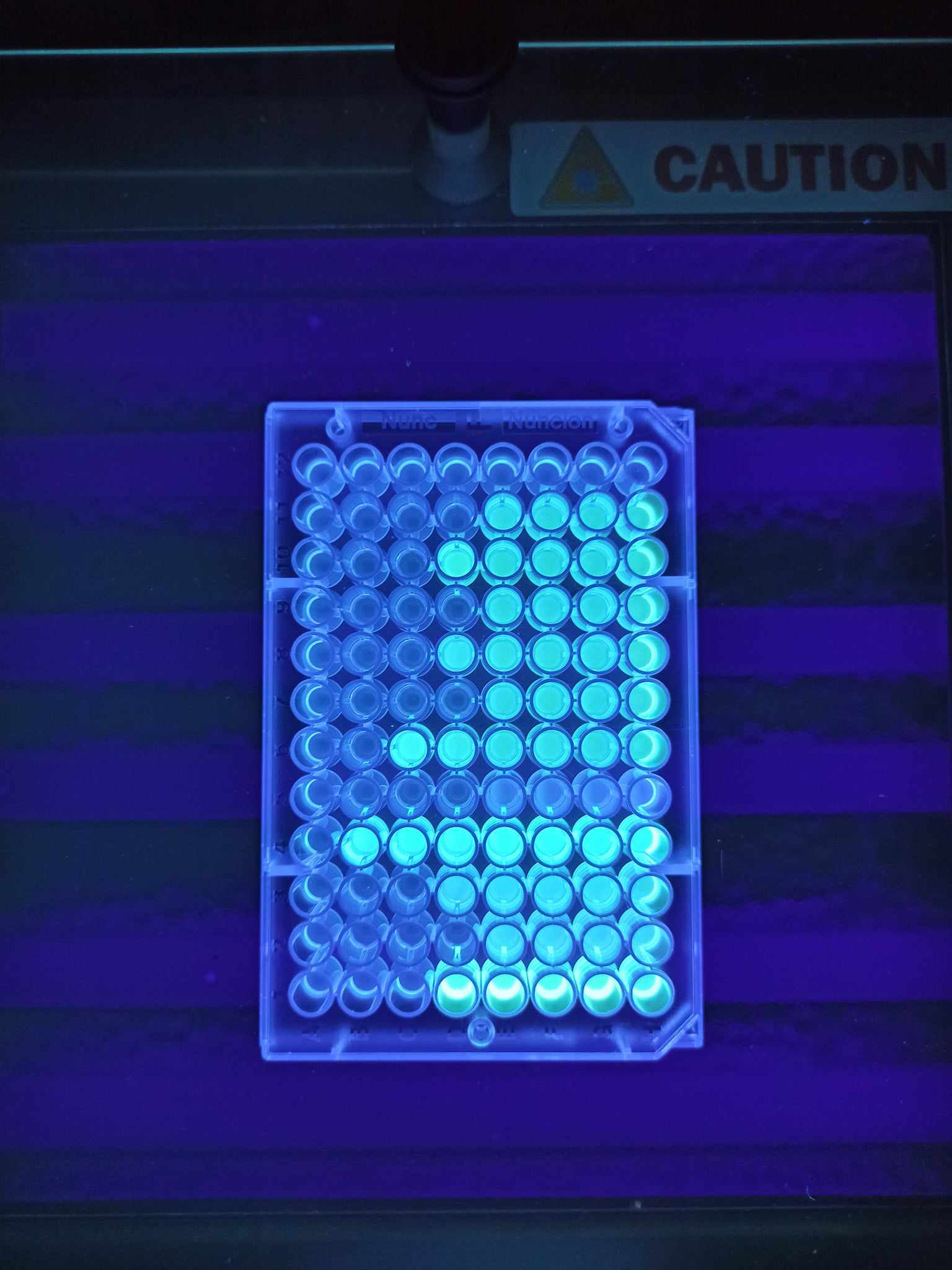 Zdjęcie przedstawia fluorescencyjne próbki