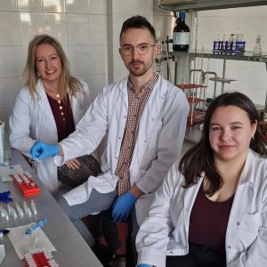 foto O izolacji związk&oacute;w fenolowych zawartych w wyciągach Zingiber officinale