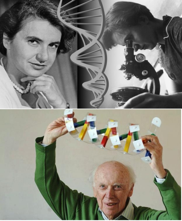 An old photo of Rosalind Franklin and a nowadays of James Watson